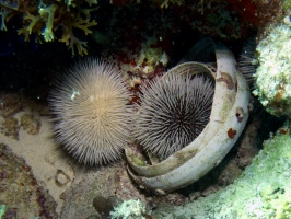 West India Sea Eggs in ... what  IMG 3364